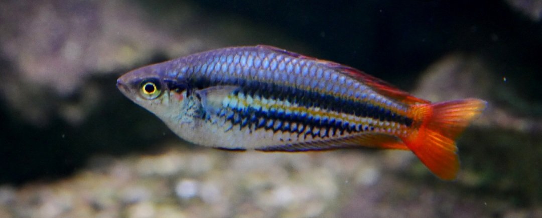 Peixe Arco-íris Australis (Melanotaenia australis)