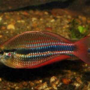 Arco-Íris Trifasciata (Melanotaenia trifasciata)
