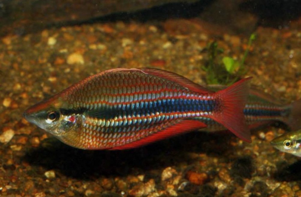 Arco-Íris Trifasciata (Melanotaenia trifasciata)