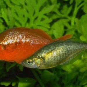 Arco íris Vermelho- Melanotaenia Maçã (Glossolepis incisus)