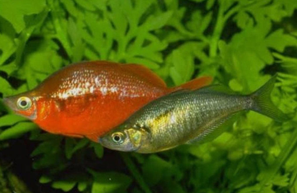 Arco íris Vermelho- Melanotaenia Maçã (Glossolepis incisus)