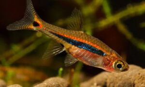 Peixe Rasbora Mínima (Boraras urophthalmoides)