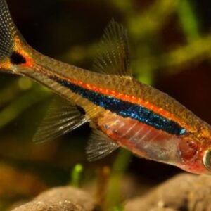 Peixe Rasbora Mínima (Boraras urophthalmoides)