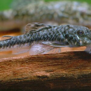 Peixe Paratocinclus
Jumbo (Paratocinclus sp)