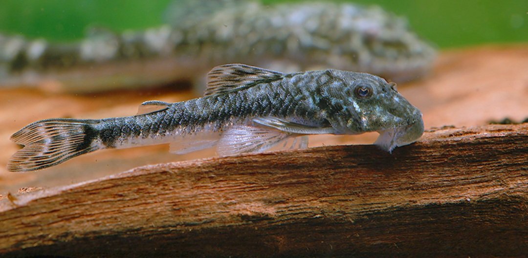 Peixe Paratocinclus
Jumbo (Paratocinclus sp)