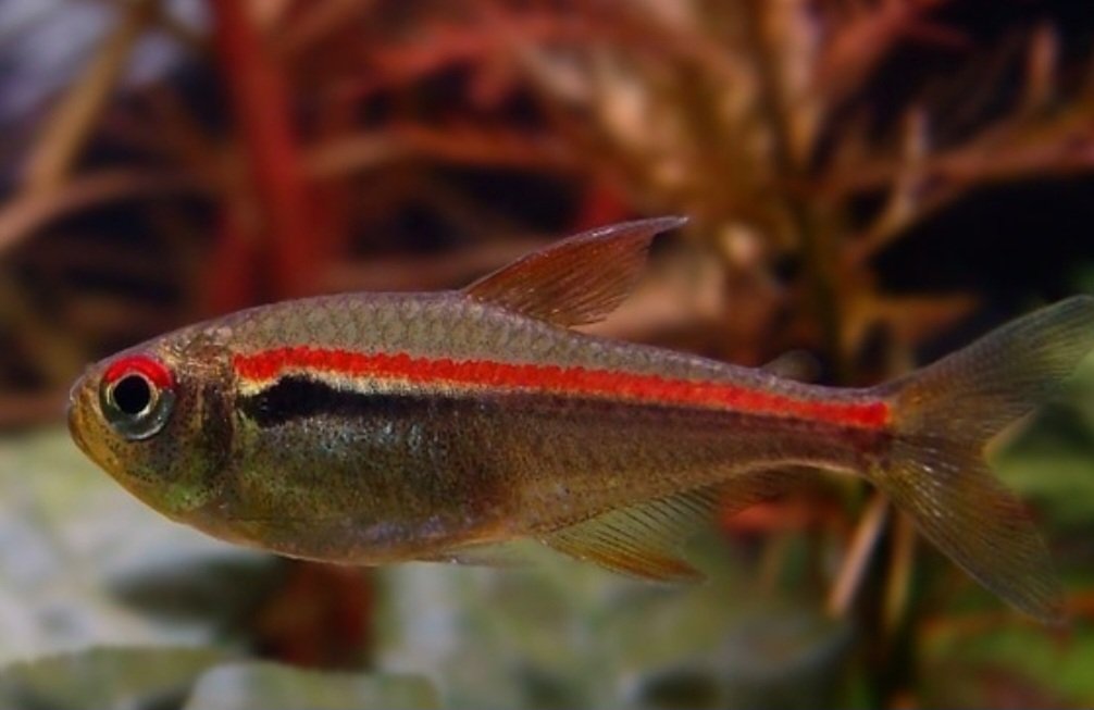 Tetra Amapaense (Hyphessobrycon amapaensis) - Imagem 4