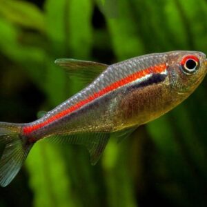 Tetra Amapaense (Hyphessobrycon amapaensis)