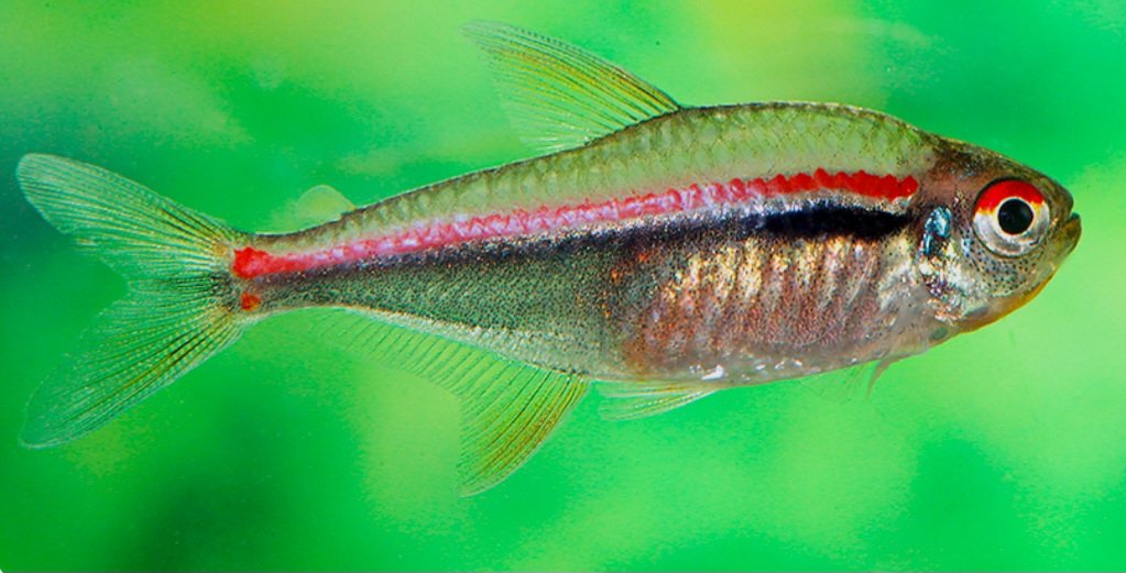 Tetra Amapaense (Hyphessobrycon amapaensis) - Imagem 3