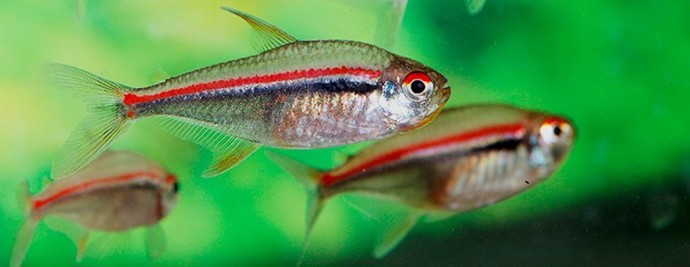 Tetra Amapaense (Hyphessobrycon amapaensis) - Imagem 2