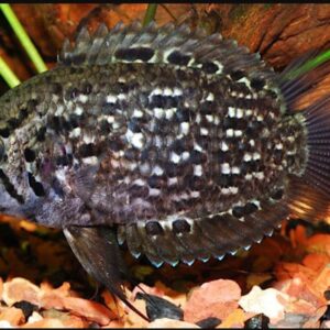 Peixe - Folha Da Guiana ( Polycentrus schomburgkii )