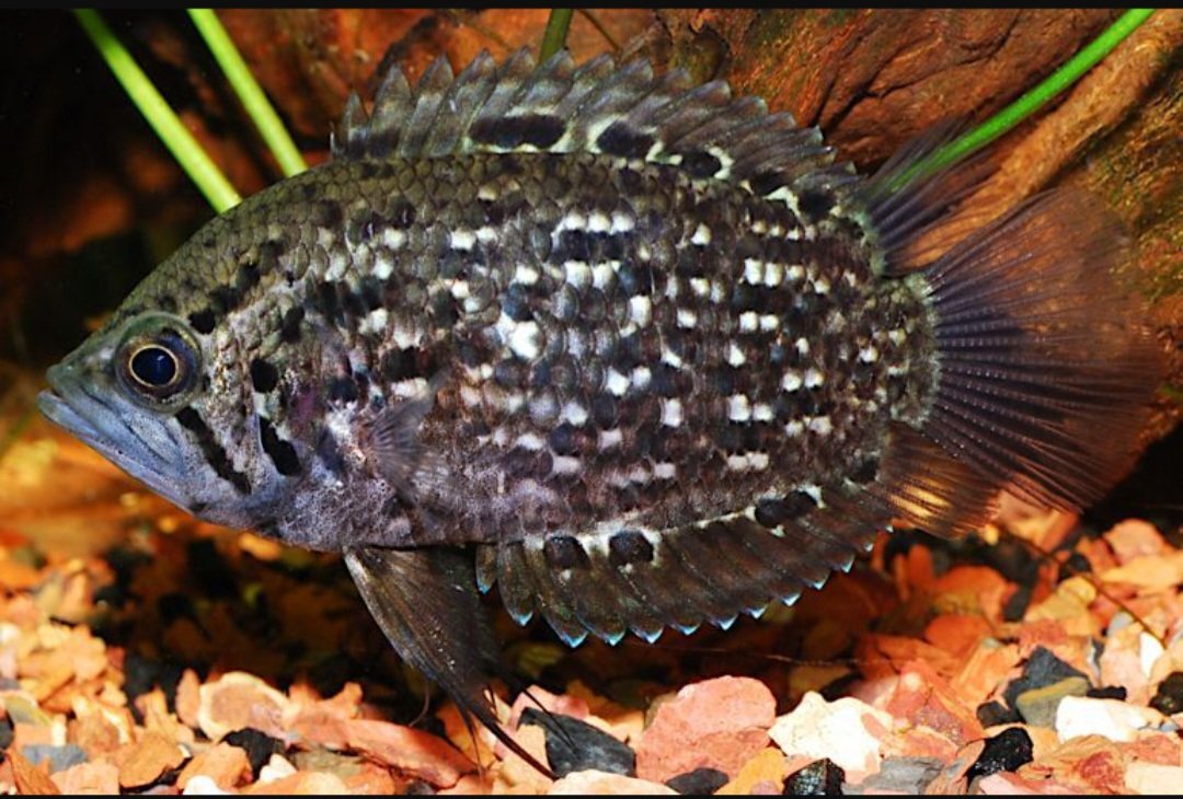 Peixe - Folha Da Guiana ( Polycentrus schomburgkii )