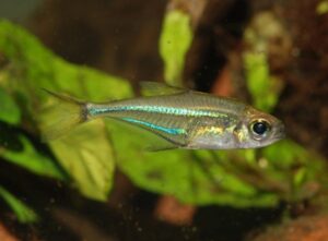 Tetra Blue Flash Glass ( Heterocharax virgulatus)