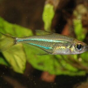 Tetra Blue Flash Glass ( Heterocharax virgulatus)