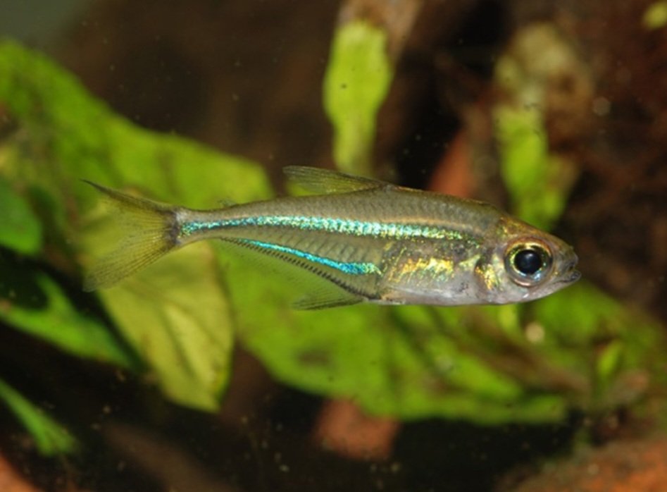 Tetra Blue Flash Glass ( Heterocharax virgulatus)